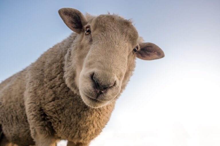 sheep, curious, look