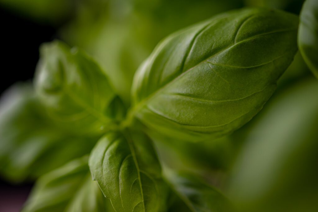 basil, green, fresh-4680551.jpg